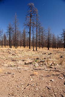 Shulz Pass, Arizona, October 30, 2011